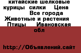 китайские шелковые курицы (силки) › Цена ­ 2 500 - Все города Животные и растения » Птицы   . Ивановская обл.